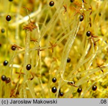 Lophocolea heterophylla (płozik różnolistny)