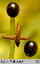 Lophocolea heterophylla (płozik różnolistny)