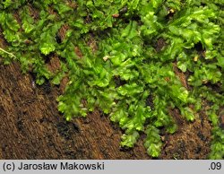 Lophocolea heterophylla (płozik różnolistny)