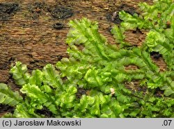 Lophocolea heterophylla (płozik różnolistny)