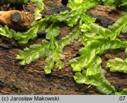 Lophocolea heterophylla (płozik różnolistny)