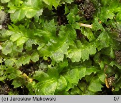 Lophocolea heterophylla (płozik różnolistny)