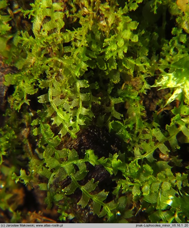 Lophocolea minor (płozik mniejszy)