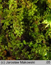 Lophocolea minor (płozik mniejszy)