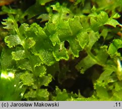 Lophocolea minor (płozik mniejszy)