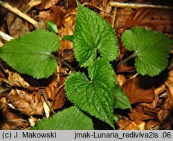 Lunaria rediviva (miesiącznica trwała)