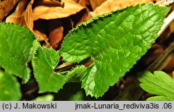 Lunaria rediviva (miesiącznica trwała)