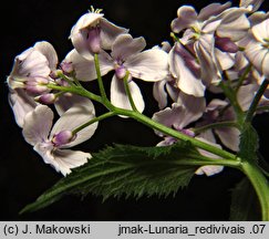 Lunaria rediviva (miesiącznica trwała)