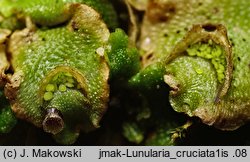 Lunularia cruciata (księżyczka krzyżowa)