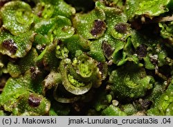 Lunularia cruciata (księżyczka krzyżowa)