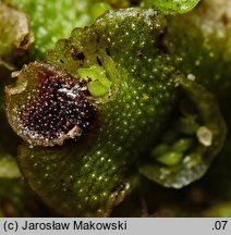 Lunularia cruciata (księżyczka krzyżowa)