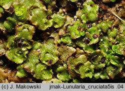 Lunularia cruciata (księżyczka krzyżowa)