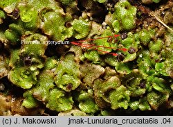 Lunularia cruciata (księżyczka krzyżowa)