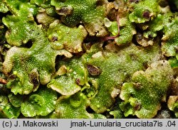 Lunularia cruciata (księżyczka krzyżowa)