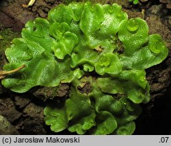 Lunularia cruciata (księżyczka krzyżowa)