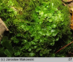 Lunularia cruciata (księżyczka krzyżowa)