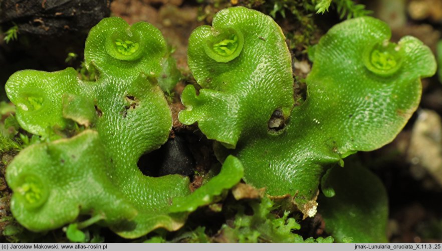 Lunularia cruciata (księżyczka krzyżowa)