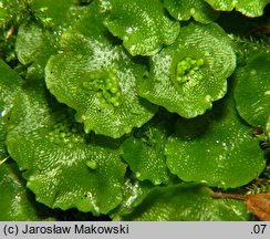 Lunularia cruciata (księżyczka krzyżowa)