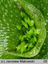 Lunularia cruciata (księżyczka krzyżowa)