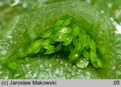 Lunularia cruciata (księżyczka krzyżowa)