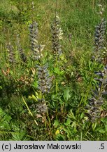 Lupinus polyphyllus (łubin trwały)