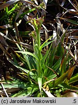 Luzula sylvatica (kosmatka olbrzymia)