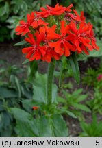 Lychnis chalcedonica (firletka chalcedońska)