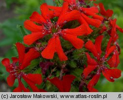 Lychnis chalcedonica (firletka chalcedońska)