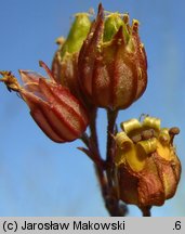 Lychnis flos-cuculi (firletka poszarpana)