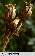 Lychnis flos-cuculi