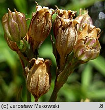 Lychnis flos-cuculi