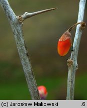 Lycium barbarum (kolcowój zwyczajny)