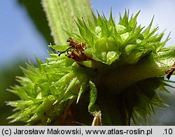 Lycopus europaeus (karbieniec pospolity)