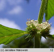 Lycopus europaeus (karbieniec pospolity)