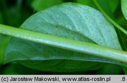 Lysimachia nemorum (tojeść gajowa)