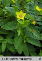 Lysimachia punctata (tojeść kropkowana)