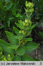 Lysimachia punctata (tojeść kropkowana)