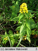 Lysimachia vulgaris