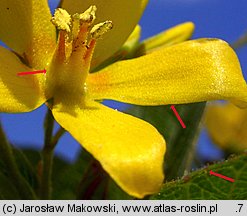 Lysimachia vulgaris