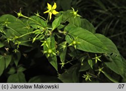 Lysimachia ciliata (tojeść orzęsiona)