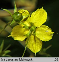 Lysimachia ciliata (tojeść orzęsiona)