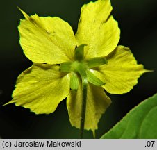 Lysimachia ciliata (tojeść orzęsiona)