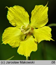 Lysimachia ciliata (tojeść orzęsiona)