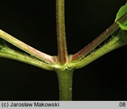 Lysimachia ciliata (tojeść orzęsiona)