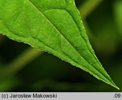 Lysimachia ciliata (tojeść orzęsiona)