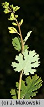 Macleaya cordata (bokkonia sercowata)