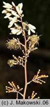 Macleaya cordata (bokkonia sercowata)