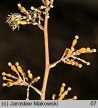 Macleaya cordata (bokkonia sercowata)