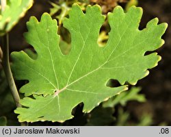 Macleaya cordata (bokkonia sercowata)