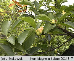 Magnolia kobus